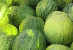 网红吃籽瓜,口感独特引热议！