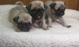 超能太监八哥在线观看,穿越时空的奇幻冒险之旅